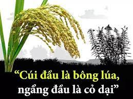 Sông sâu tĩnh lặng, lúa chín cúi đầu