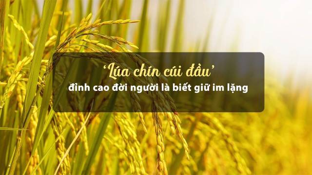Lúa chín cúi đầu